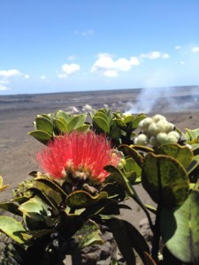 lehua_01